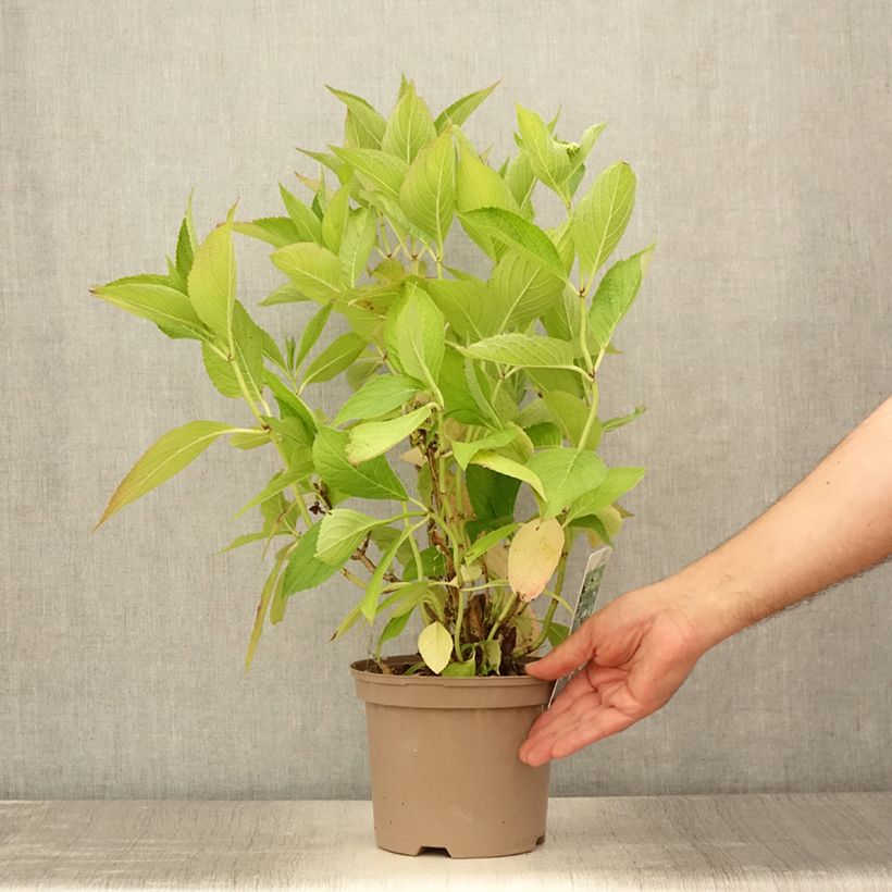 Exemplar von Hydrangea macrophylla White Wave - Bauernhortensie Topf mit 2L/3LGelieferte Höhe ca. 25/30cm wie im Sommer geliefert
