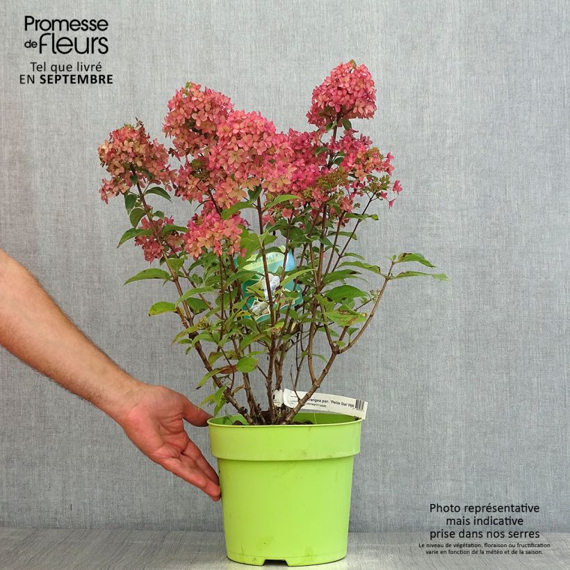 Exemplar von Rispenhortensie Petite Star - Hydrangea paniculata Topf mit 4L/5LGelieferte Höhe ca. 40+cm wie im Sommer geliefert