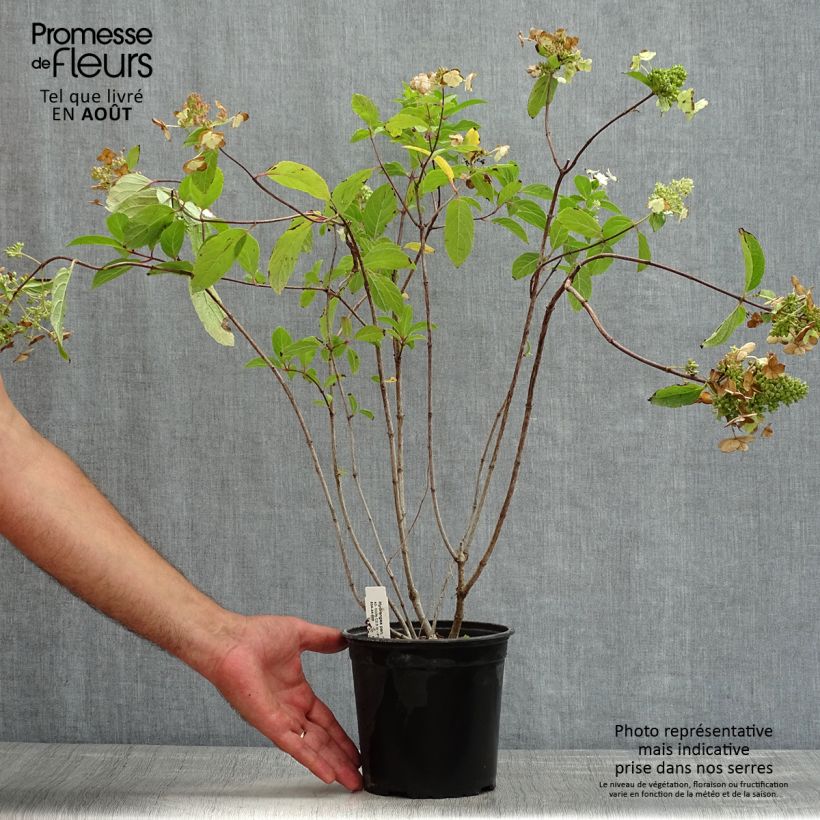 Exemplar von Rispenhortensie Tardiva - Hydrangea paniculata Topf mit 2L/3L wie im Sommer geliefert