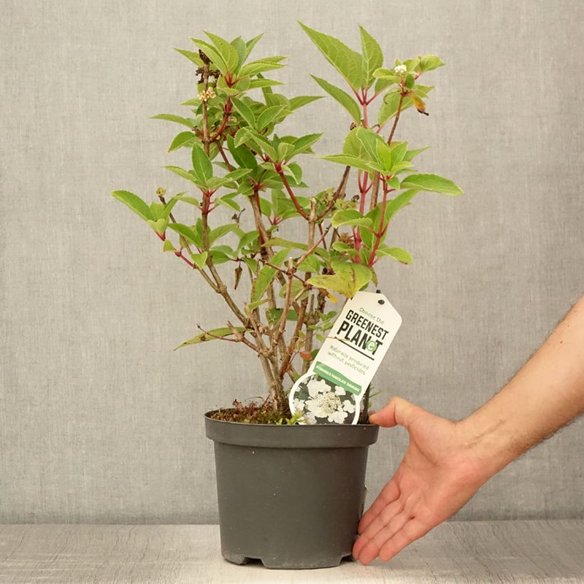 Exemplar von Rispenhortensie Dharuma - Hydrangea paniculata Topf mit 2L/3L wie im Sommer geliefert