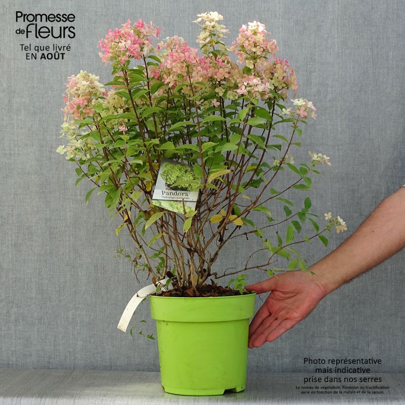 Exemplar von Rispenhortensie Pandora - Hydrangea paniculata Topf mit 6L/7L wie im Sommer geliefert