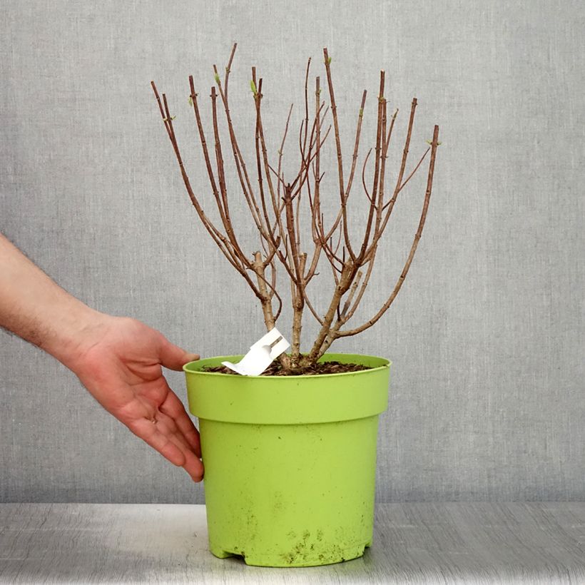 Exemplar von Rispenhortensie Pandora - Hydrangea paniculata Topf mit 6L/7L wie im Frühjahr geliefert