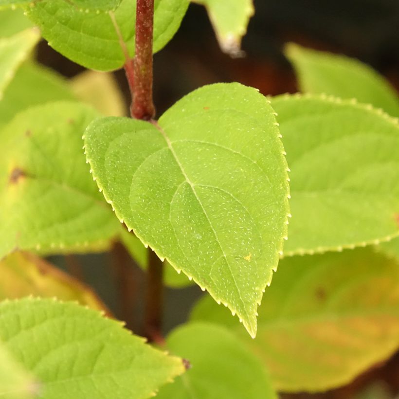 Rispenhortensie Pandora - Hydrangea paniculata (Laub)