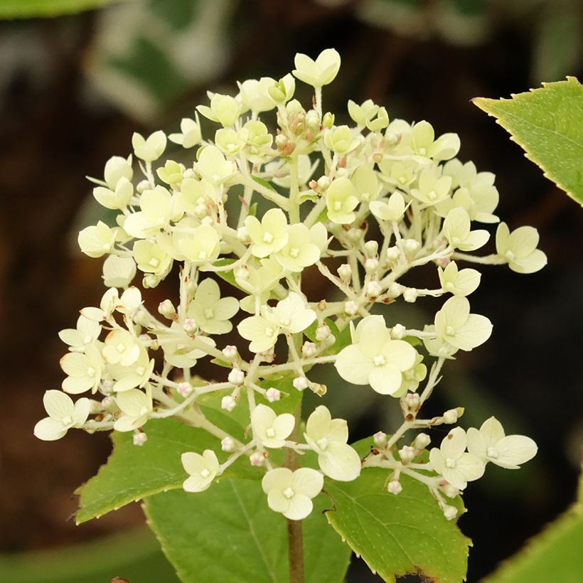 Rispenhortensie Pandora - Hydrangea paniculata (Blüte)