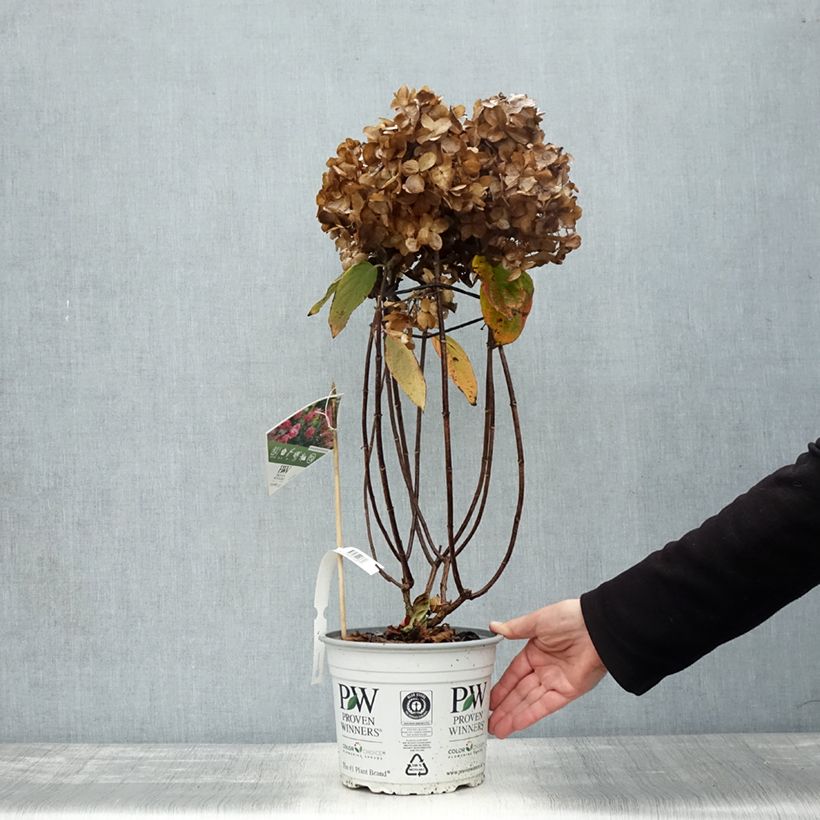 Exemplar von Rispenhortensie Fire Light Tidbit - Hydrangea paniculata Topf mit 4L/5L wie im Herbst geliefert