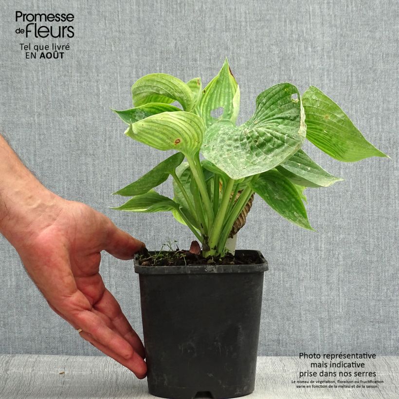 Exemplar von Hosta Abiqua Drinking Gourd - Garten-Funkie Topf mit 1,5L/2L wie im Sommer geliefert