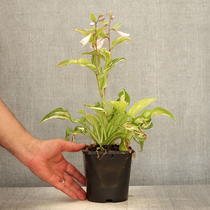 Exemplar von Hosta fortunei Allegan Fog - Garten-Funkie Topf mit 1,5L/2L wie im Sommer geliefert
