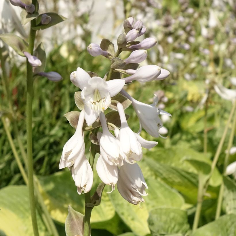 Hosta Alligator Alley - Garten-Funkie (Blüte)