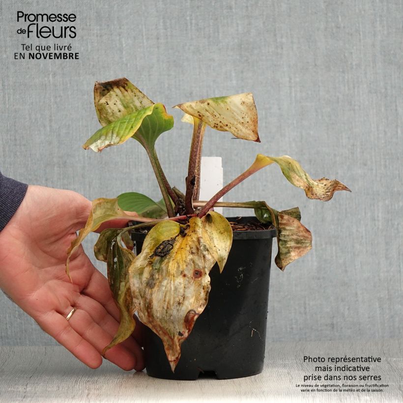 Exemplar von Hosta Almost - Garten-Funkie Topf mit 1,5L/2L wie im Herbst geliefert