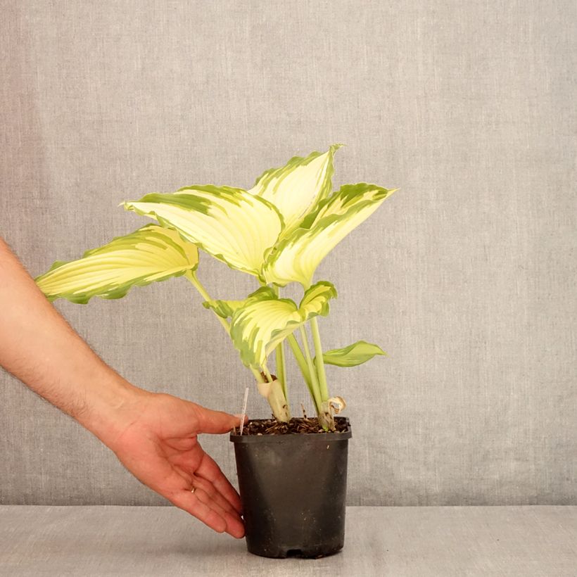 Exemplar von Hosta Amalia - Garten-Funkie Topf mit 1,5L/2L wie im Sommer geliefert