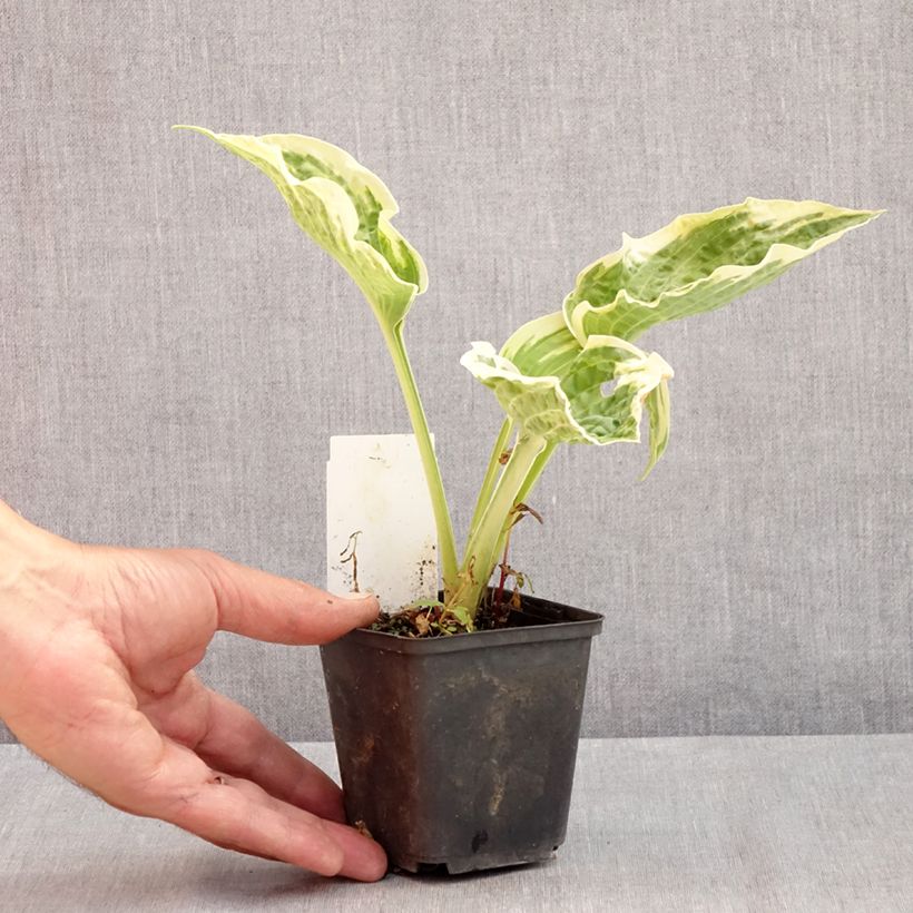 Exemplar von Hosta Austin Dickinson - Garten-Funkie Kleine Töpfe von 8/9 cm wie im Sommer geliefert