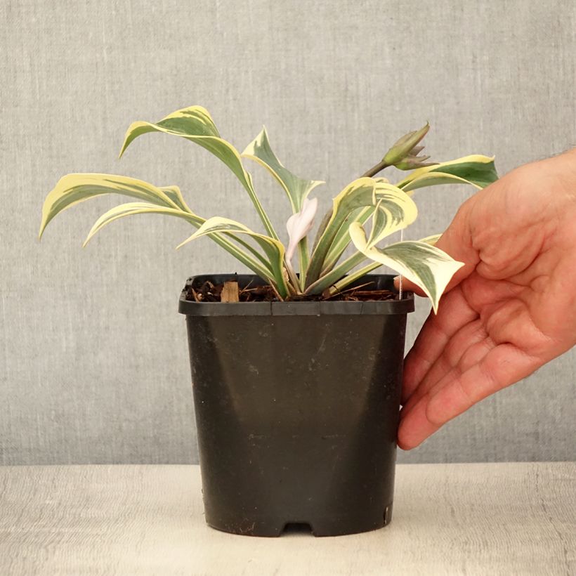 Exemplar von Hosta Autumn Frost - Garten-Funkie Topf mit 1,5L/2L wie im Sommer geliefert