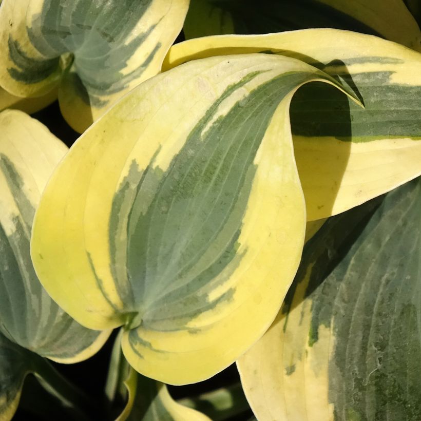 Hosta Autumn Frost - Garten-Funkie (Laub)