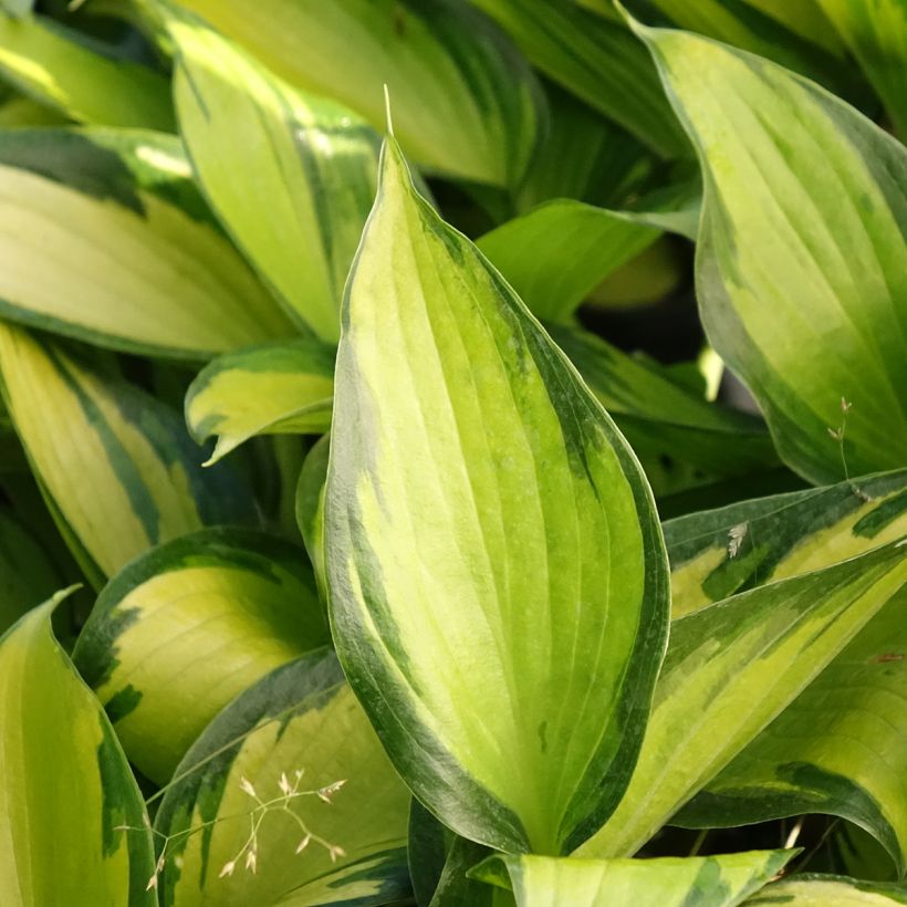 Hosta Ayesha - Garten-Funkie (Laub)