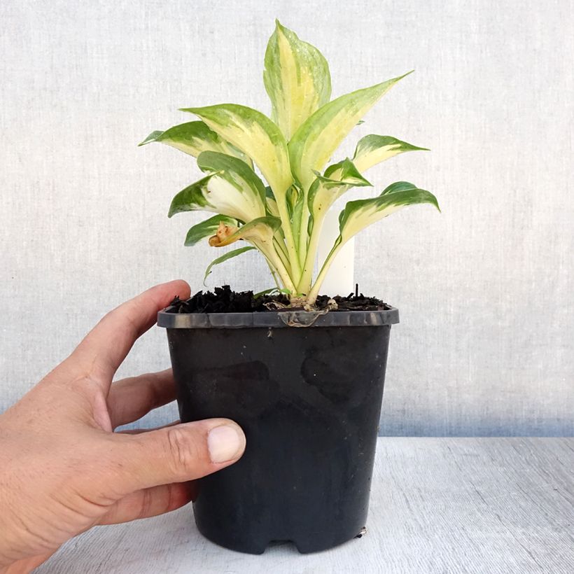 Exemplar von Hosta Beach Boy - Garten-Funkie Topf mit 1,5L/2L wie im Sommer geliefert
