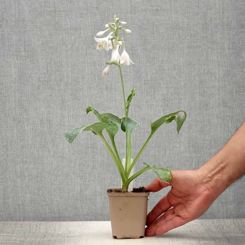 Exemplar von Hosta Big Mama - Garten-Funkie Kleine Töpfe von 8/9 cm wie im Sommer geliefert