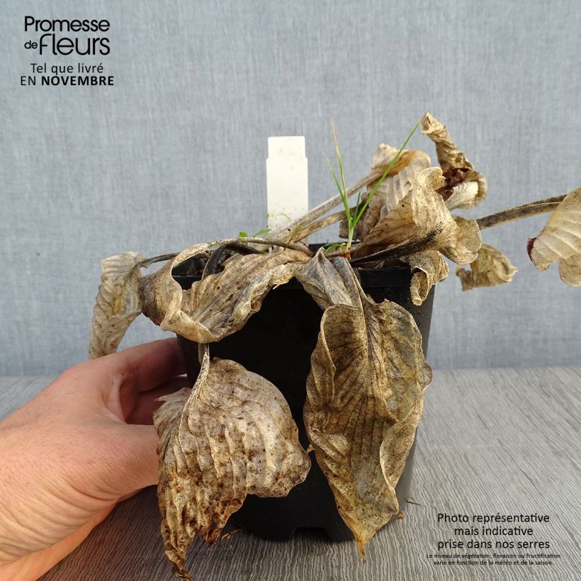 Exemplar von Hosta Big Mama - Garten-Funkie Topf mit 1,5L/2L wie im Herbst geliefert