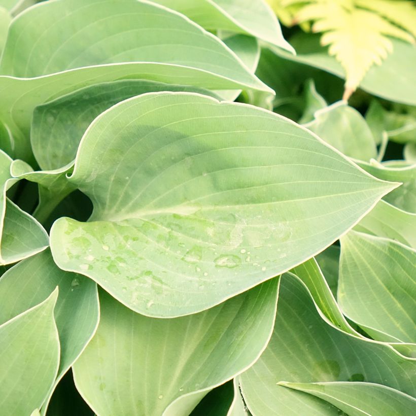 Hosta Hosta Blue Cadet - Garten-Funkie (Laub)