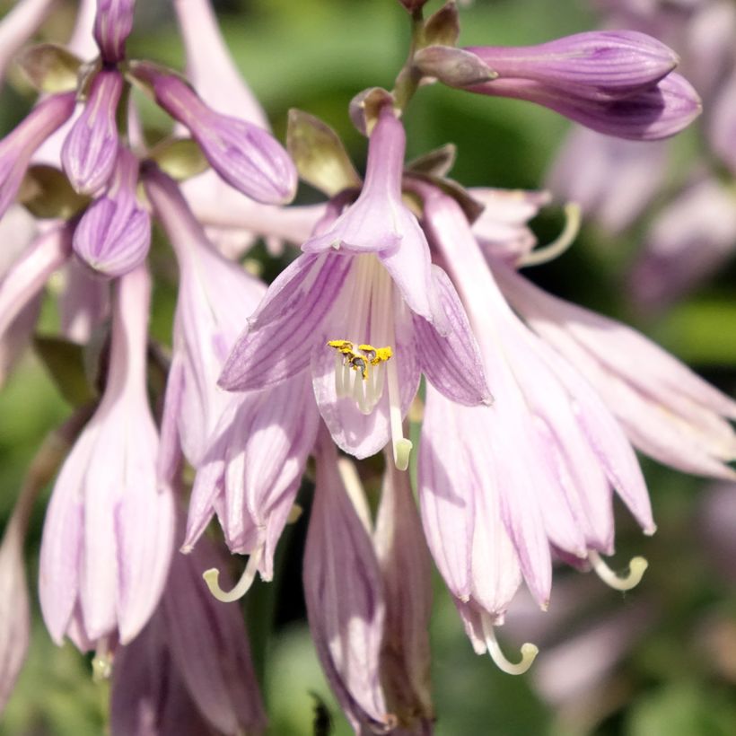 Hosta Hosta Blue Cadet - Garten-Funkie (Blüte)