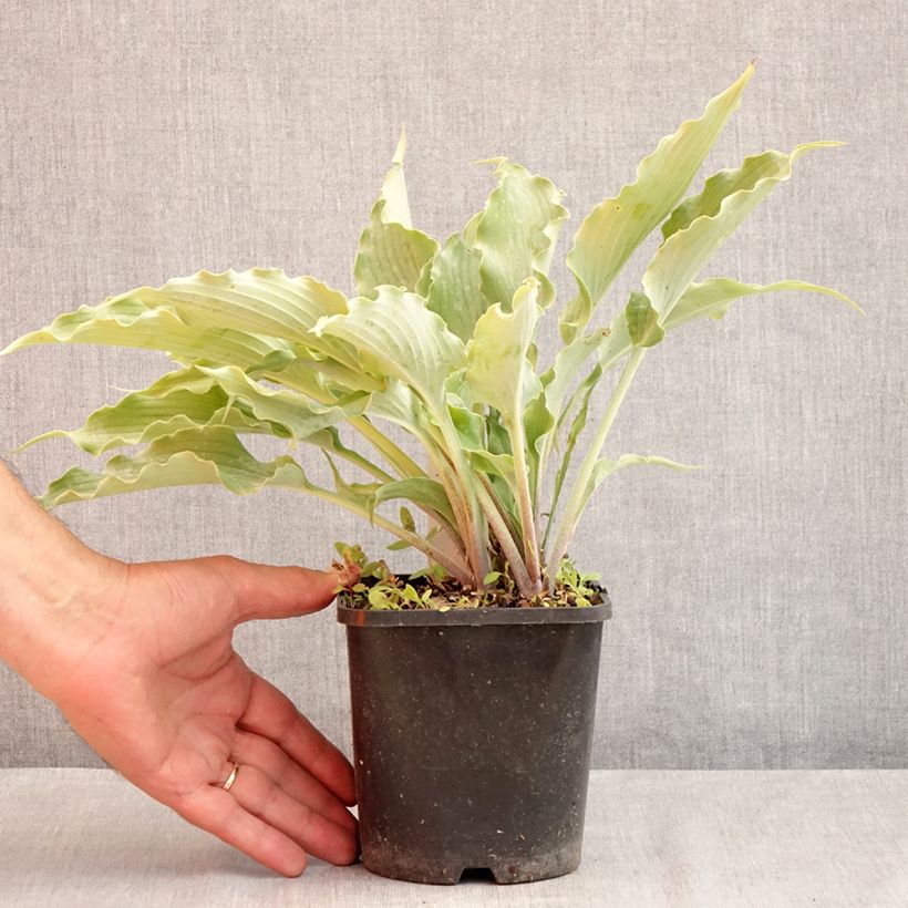 Exemplar von Hosta Blue Cascade - Garten-Funkie Topf mit 1,5L/2L wie im Sommer geliefert