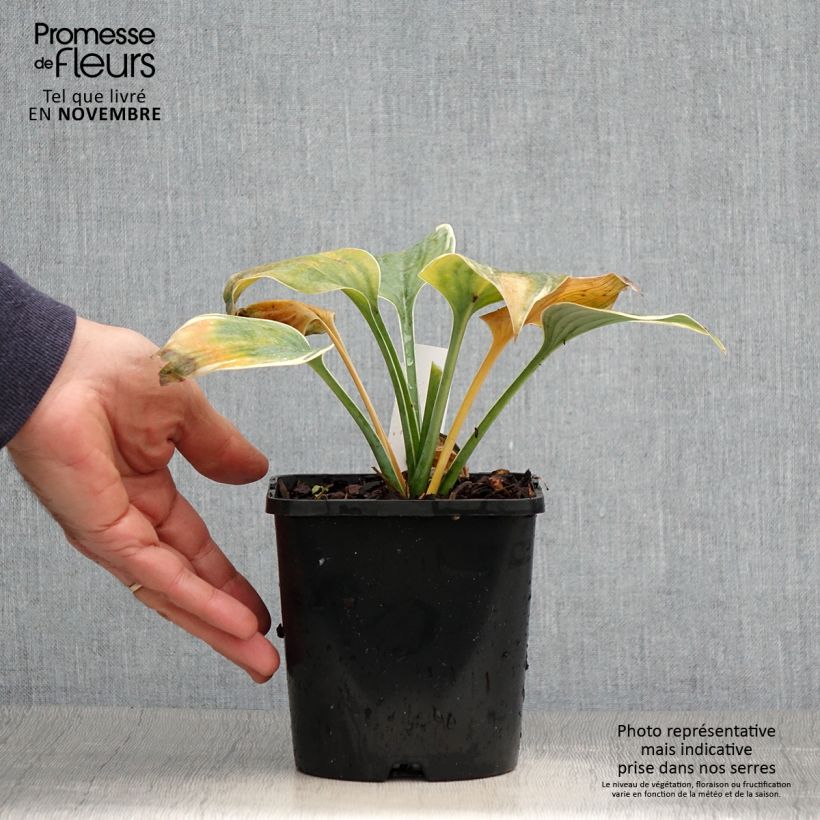 Exemplar von Hosta Blue Flame - Garten-Funkie Topf mit 1,5L/2L wie im Herbst geliefert