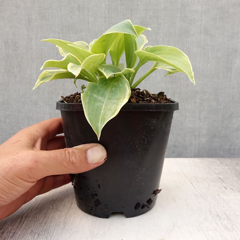 Exemplar von Hosta Blue Flame - Garten-Funkie Topf mit 1,5L/2L wie im Sommer geliefert