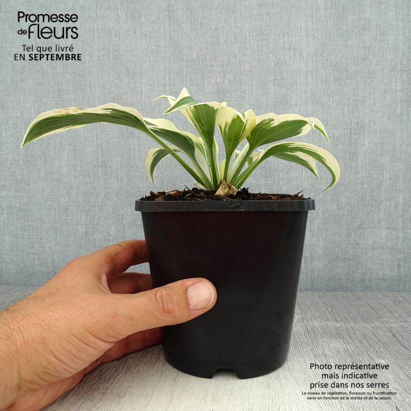 Exemplar von Hosta tardiana Blue Ivory - Garten-Funkie Topf mit 1,5L/2L wie im Sommer geliefert