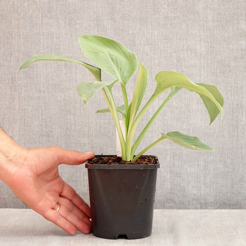 Exemplar von Hosta Blue Mammoth - Garten-Funkie Topf mit 1,5L/2L wie im Sommer geliefert