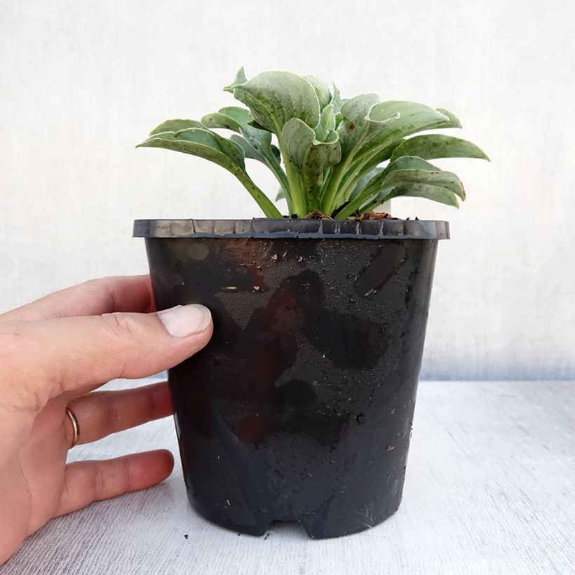 Exemplar von Hosta Blue Mouse Ears - Garten-Funkie Topf mit 1,5L/2L wie im Sommer geliefert