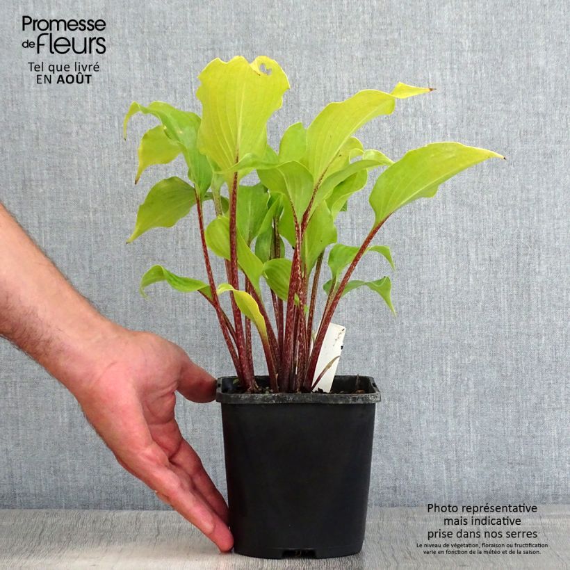 Exemplar von Hosta Broad Street - Garten-Funkie Topf mit 1,5L/2L wie im Sommer geliefert