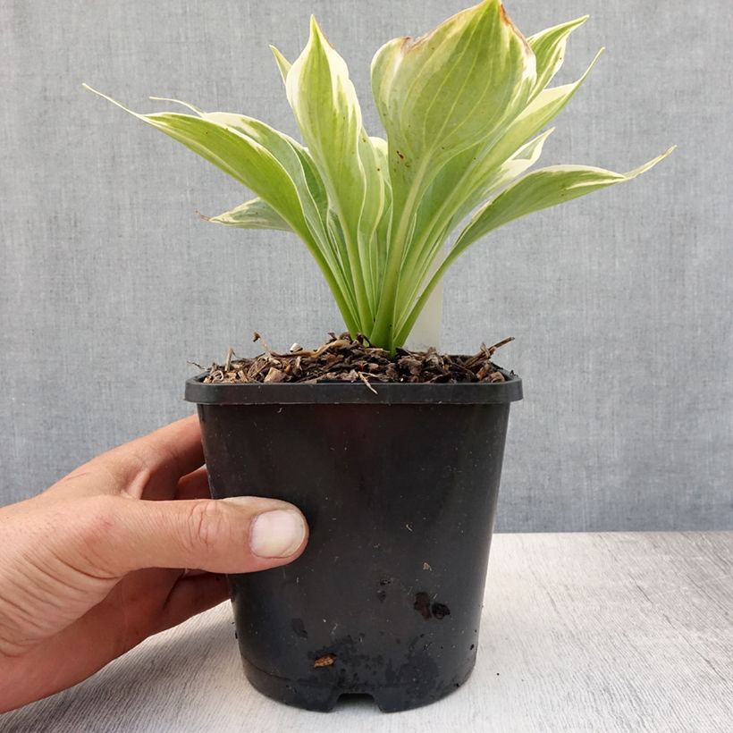 Exemplar von Hosta Broadway - Garten-Funkie Topf mit 1,5L/2L wie im Sommer geliefert