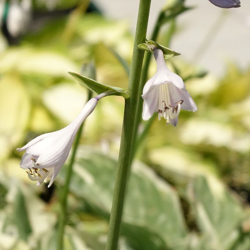 Hosta Broadway - Garten-Funkie (Blüte)