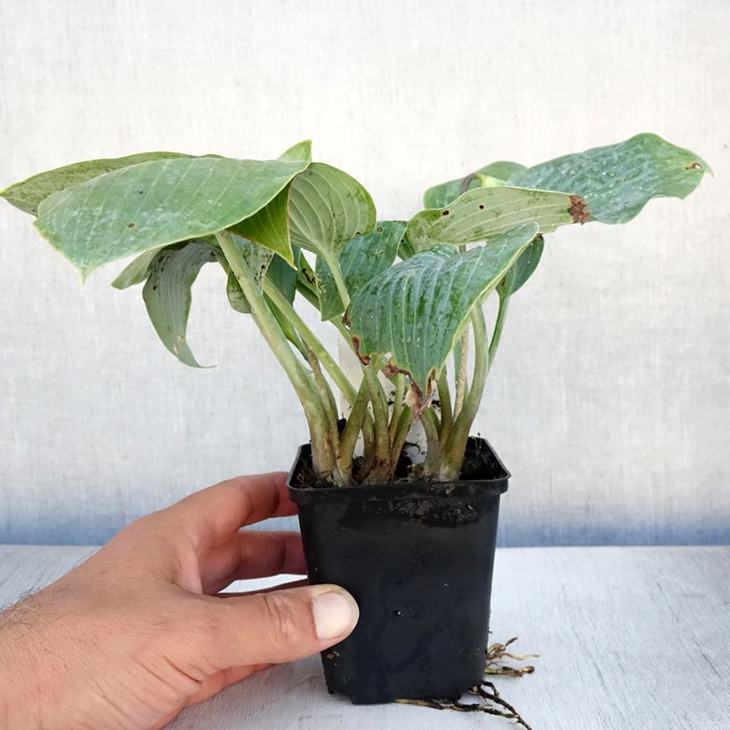 Exemplar von Hosta Canadian Blue - Garten-Funkie Kleine Töpfe von 8/9 cm wie im Sommer geliefert