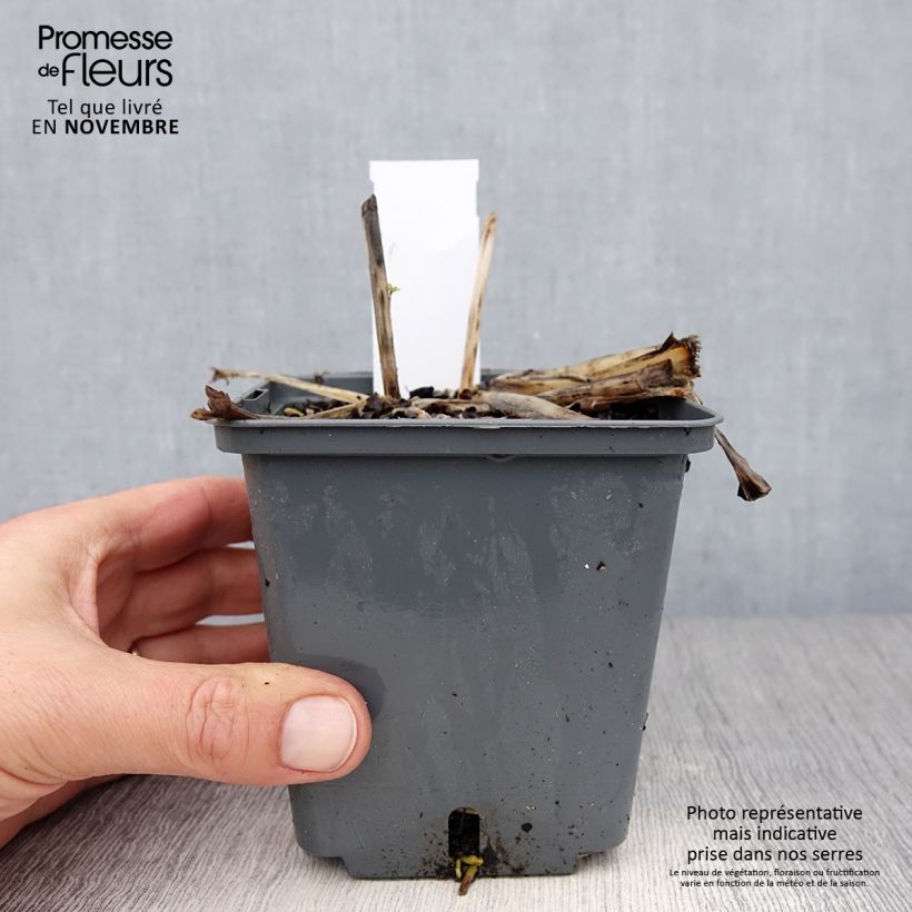 Exemplar von Hosta Center Of Attention - Garten-Funkie Topf mit 1L/1,5L wie im Herbst geliefert