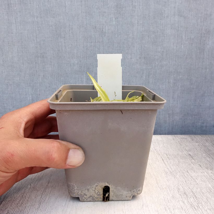 Exemplar von Hosta Center Of Attention - Garten-Funkie Topf mit 1L/1,5L wie im Sommer geliefert