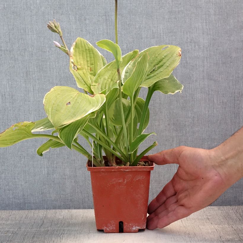 Exemplar von Hosta Christmas Tree - Garten-Funkie Topf mit 1L/1,5L wie im Sommer geliefert