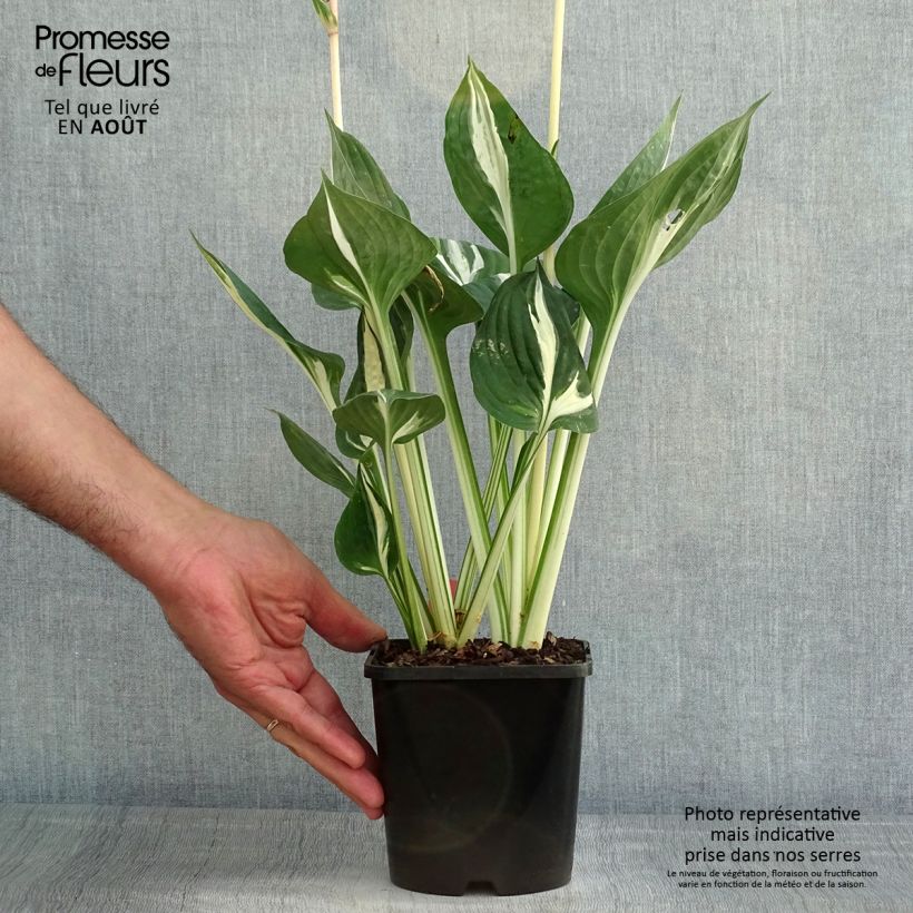 Exemplar von Hosta Clifford's Stingray - Garten-Funkie Topf mit 1,5L/2L wie im Sommer geliefert