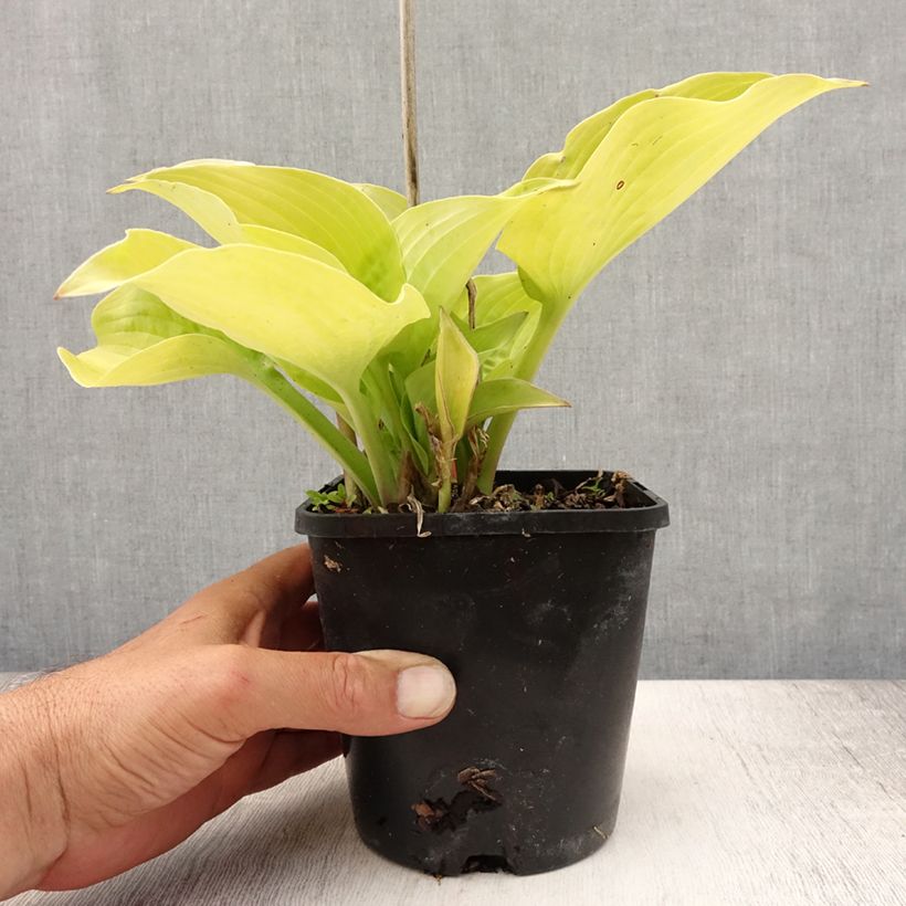 Exemplar von Hosta Coast to Coast - Garten-Funkie Topf mit 1,5L/2L wie im Sommer geliefert