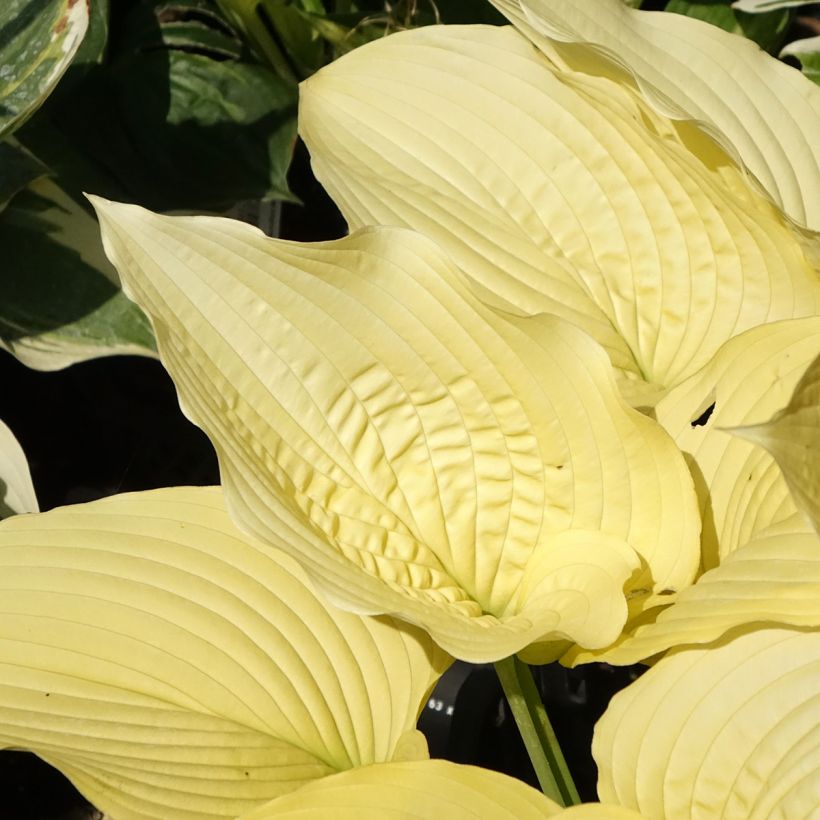 Hosta Coast to Coast - Garten-Funkie (Laub)