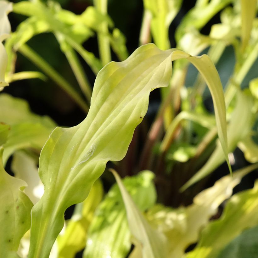 Hosta Curly Fries - Garten-Funkie (Laub)