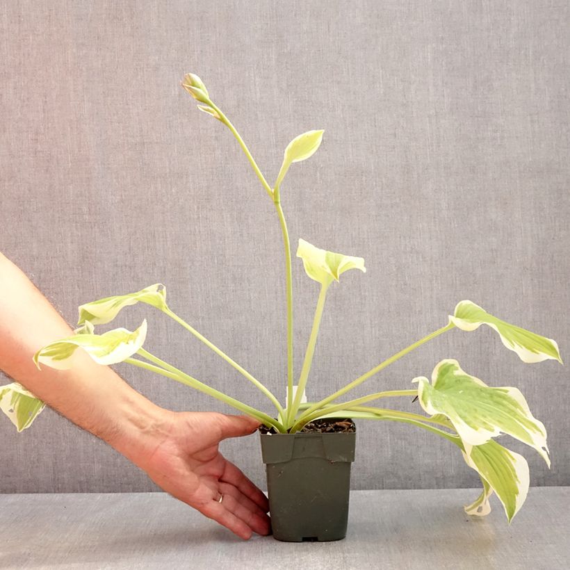 Exemplar von Hosta Delta Dawn - Garten-Funkie Kleine Töpfe von 8/9 cm wie im Sommer geliefert