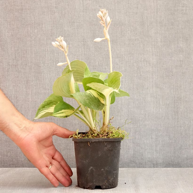 Exemplar von Hosta Dream Queen - Garten-Funkie Topf mit 1,5L/2L wie im Sommer geliefert