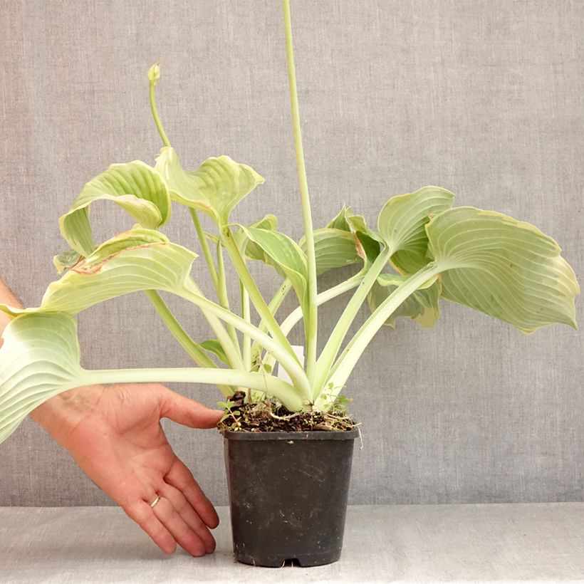 Exemplar von Hosta Earth Angel - Garten-Funkie Topf mit 1,5L/2L wie im Sommer geliefert