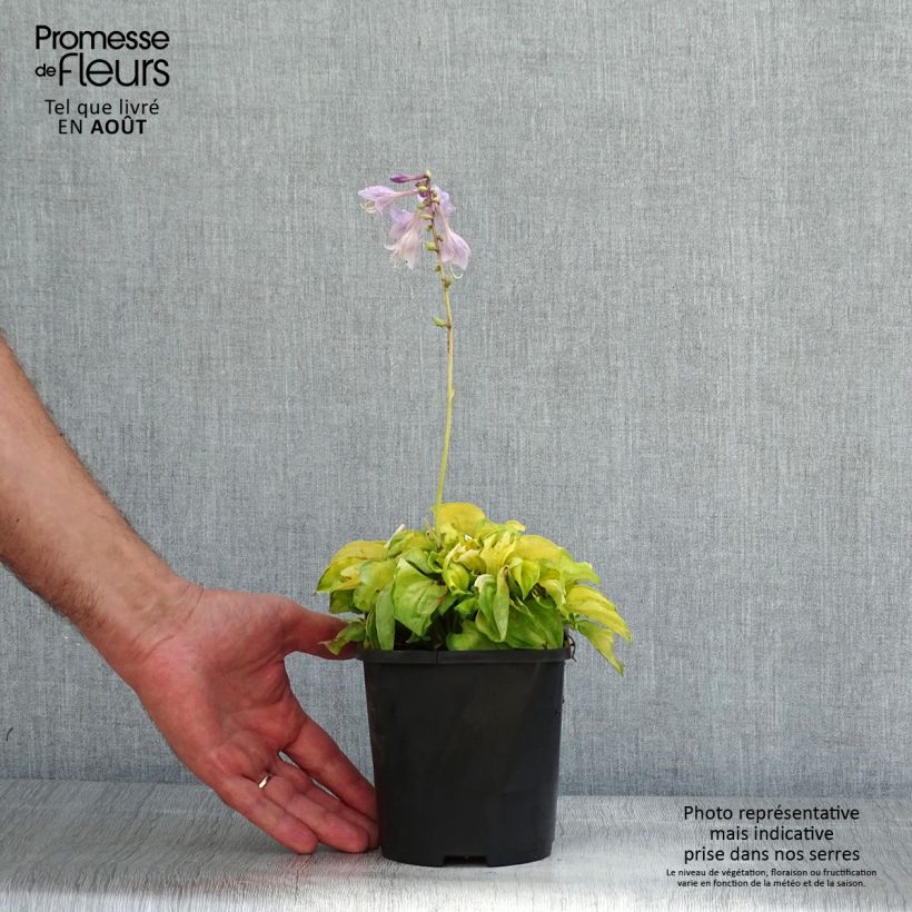 Exemplar von Hosta Faithfull Heart - Garten-Funkie Topf mit 1,5L/2L wie im Sommer geliefert
