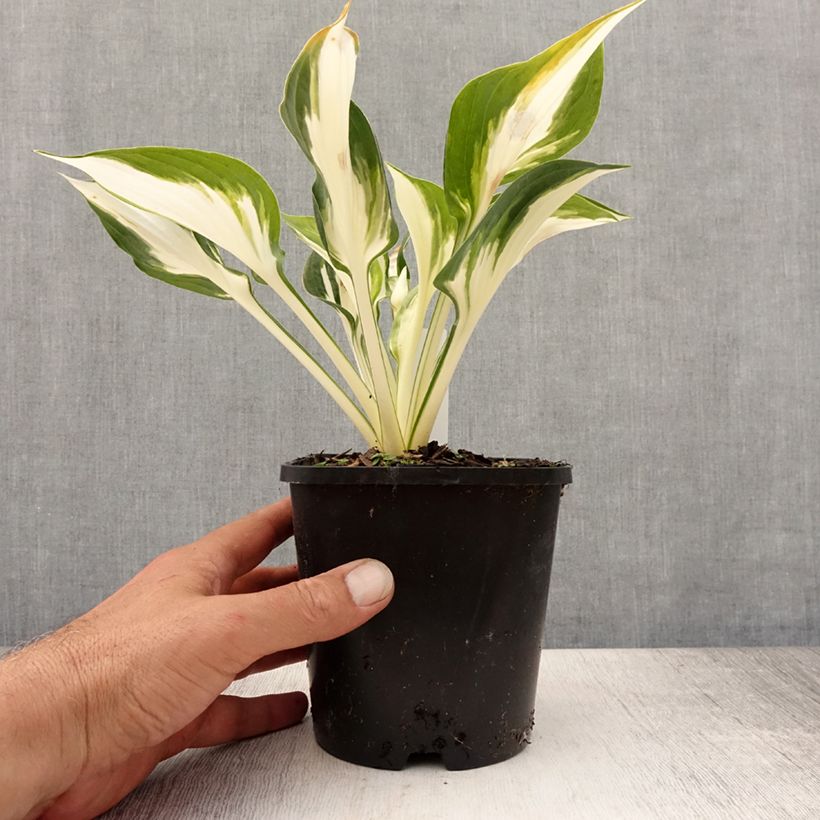 Exemplar von Hosta Fire and Ice - Garten-Funkie Topf mit 1,5L/2L wie im Sommer geliefert