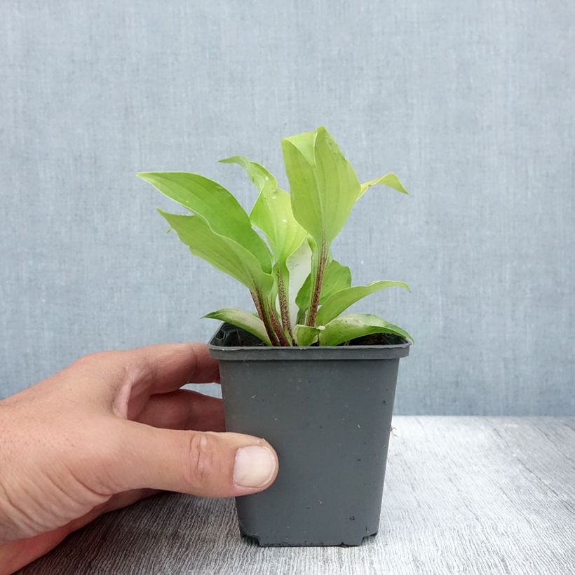 Exemplar von Hosta fire Island - Garten-Funkie Kleine Töpfe von 8/9 cm wie im Sommer geliefert