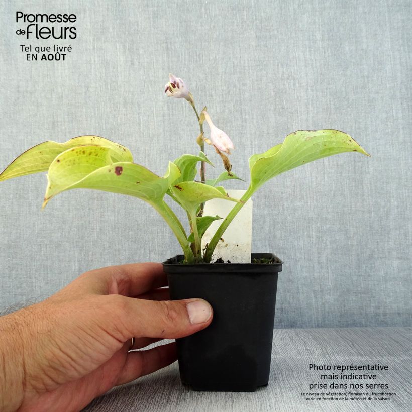 Exemplar von Hosta Flemish Sky - Garten-Funkie Kleine Töpfe von 8/9 cm wie im Sommer geliefert