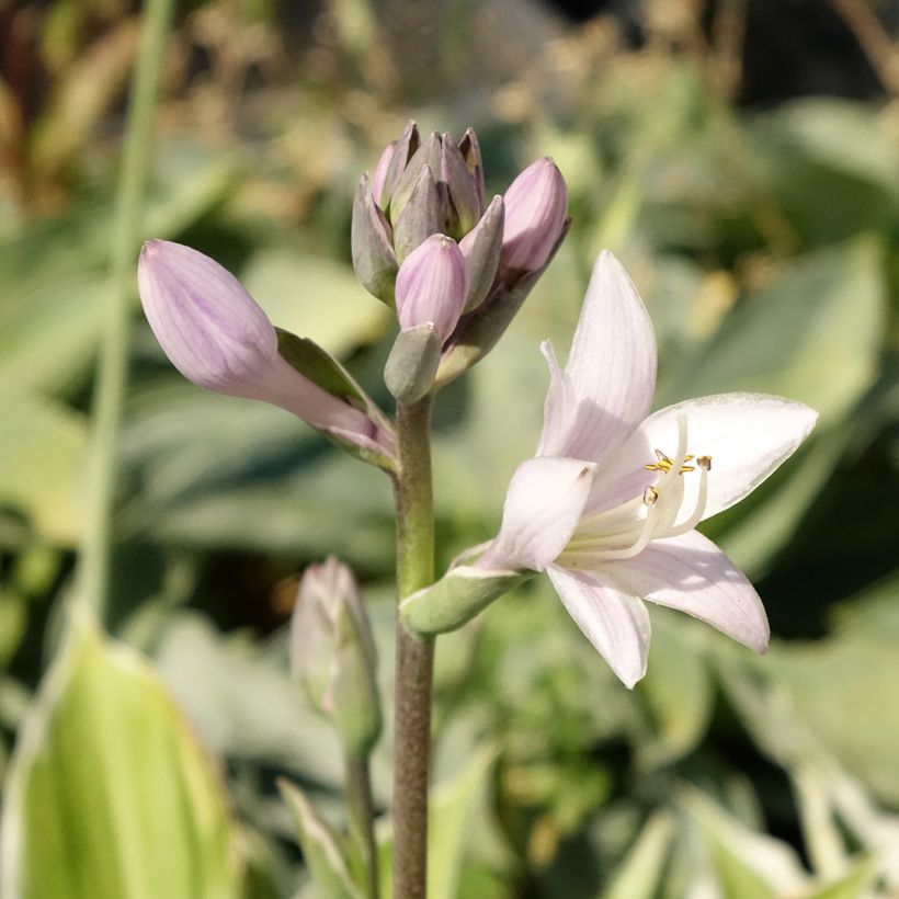 Hosta fortunei Patriot - Garten-Funkie (Blüte)