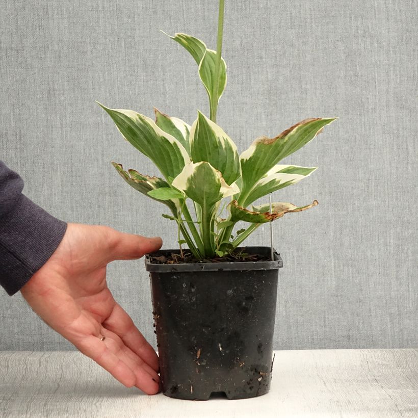 Exemplar von Hosta fortunei Twilight - Garten-Funkie Topf mit 1,5L/2L wie im Sommer geliefert