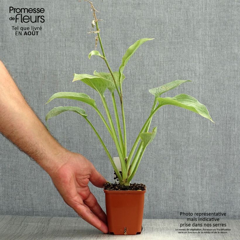 Exemplar von Hosta fortunei hyacinthina - Garten-Funkie Kleine Töpfe von 8/9 cm wie im Sommer geliefert